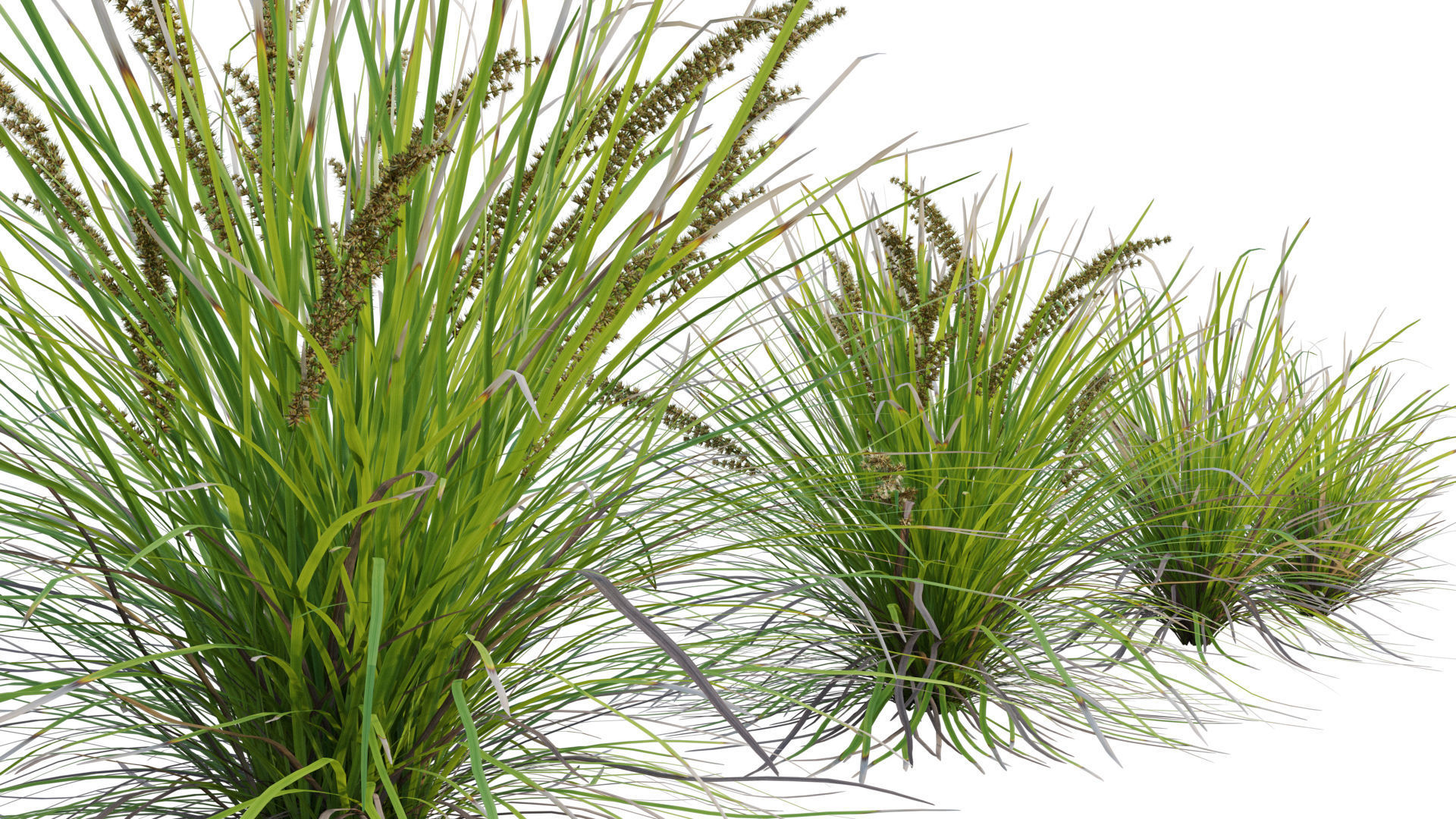 Lomandra Longifolia Nyalla - Mat Rush 3D model_5