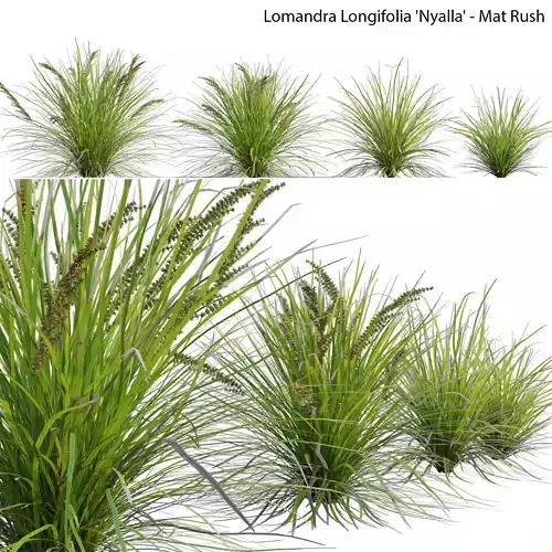Lomandra Longifolia Nyalla - Mat Rush
