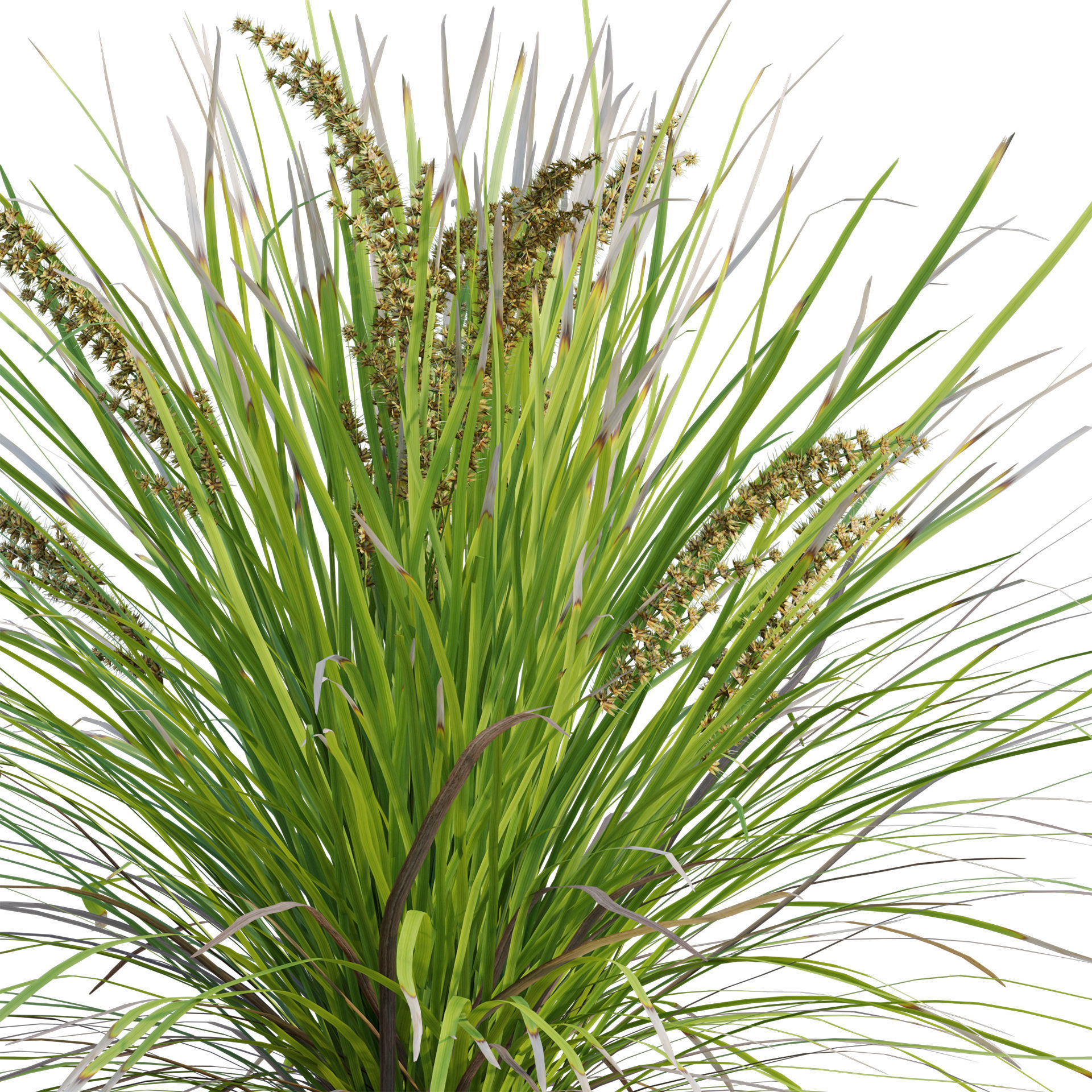 Lomandra Longifolia Nyalla - Mat Rush 3D model_2