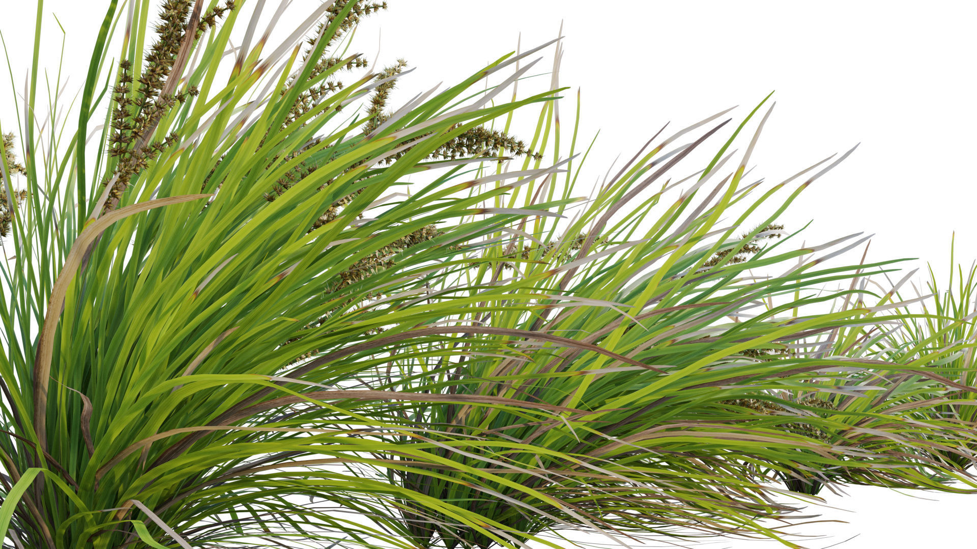 Lomandra Longifolia Nyalla - Mat Rush 3D model_8