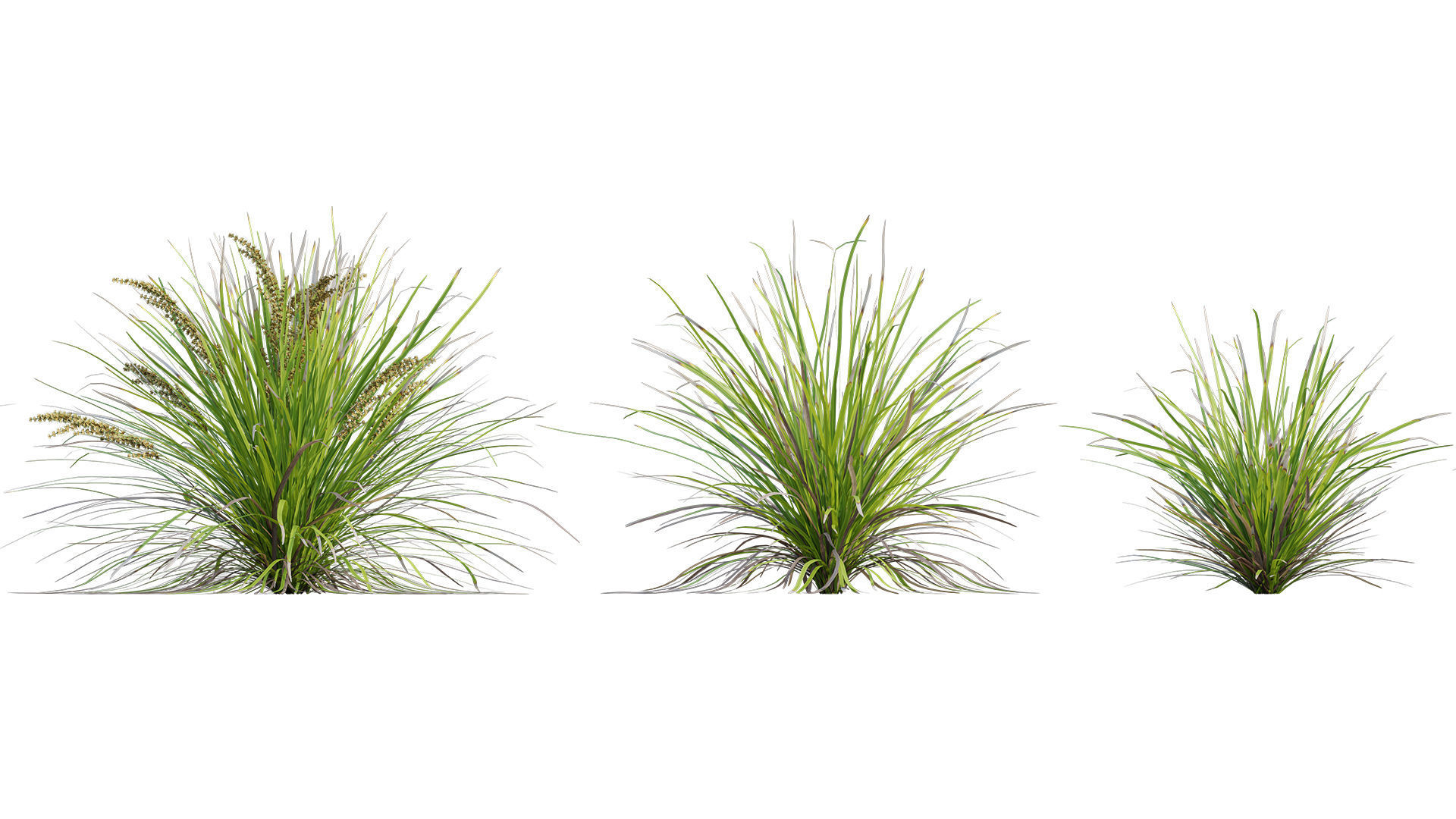 Lomandra Longifolia Nyalla - Mat Rush 3D model_4
