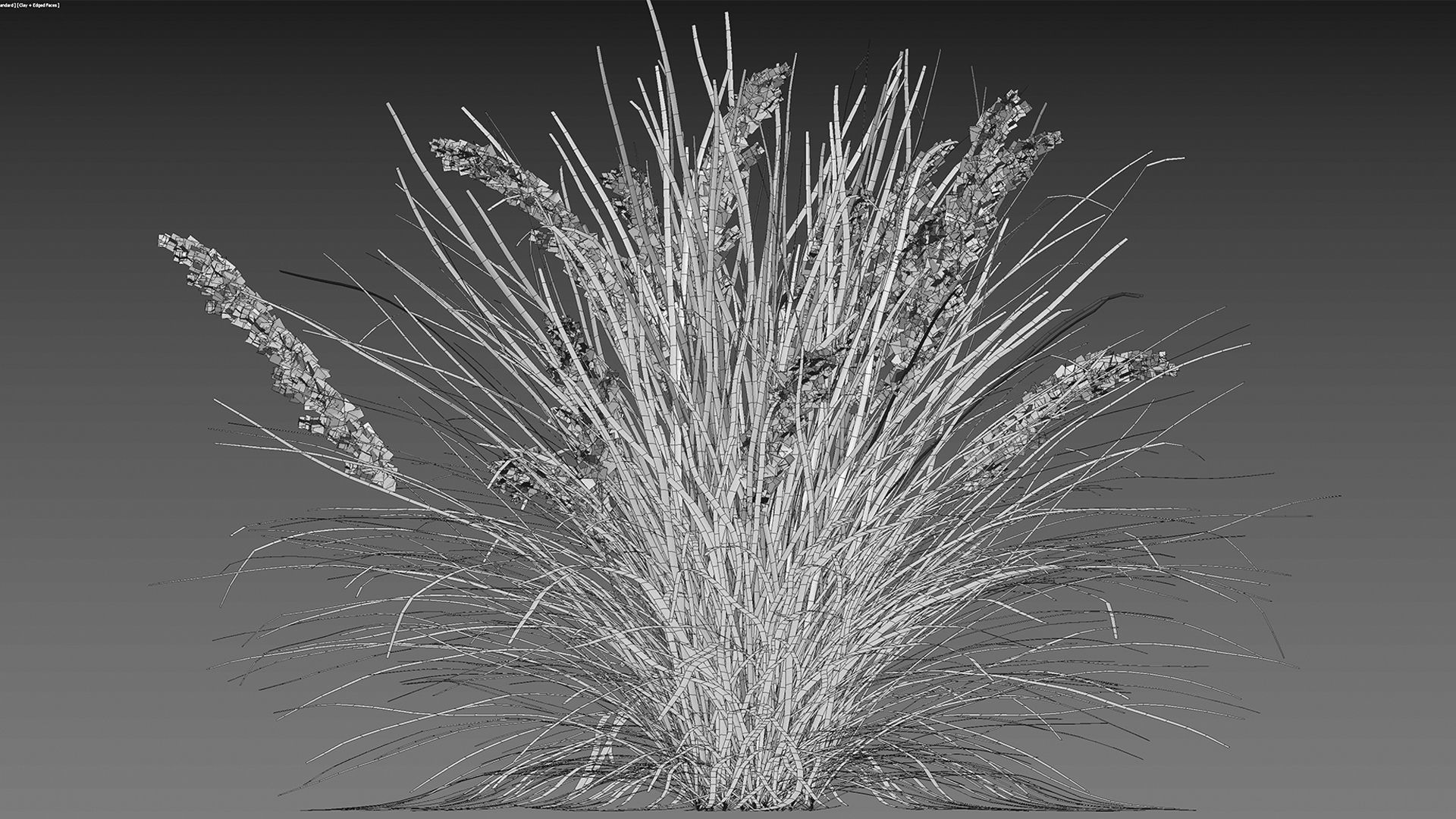 Lomandra Longifolia Nyalla - Mat Rush 3D model_9