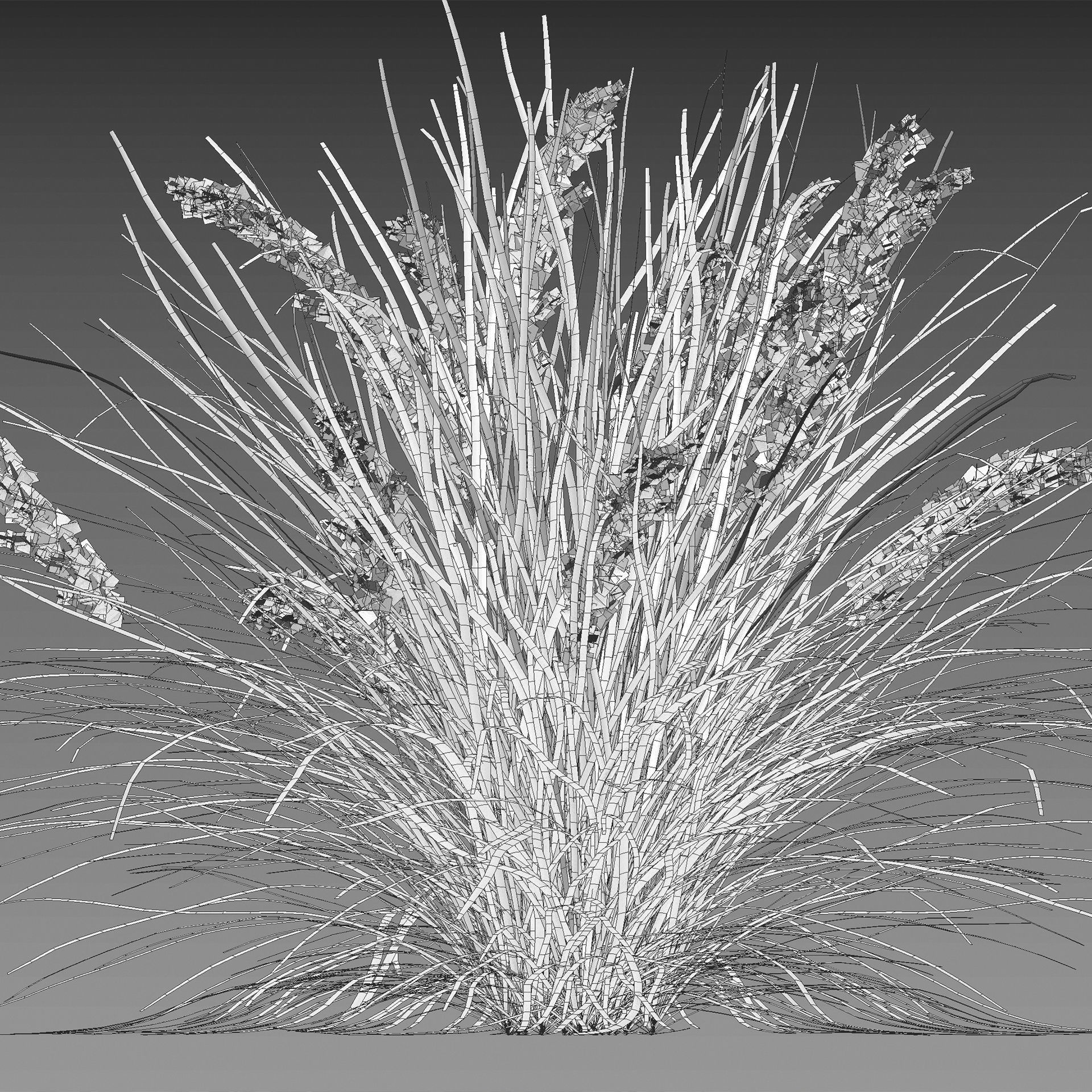 Lomandra Longifolia Nyalla - Mat Rush 3D model_3