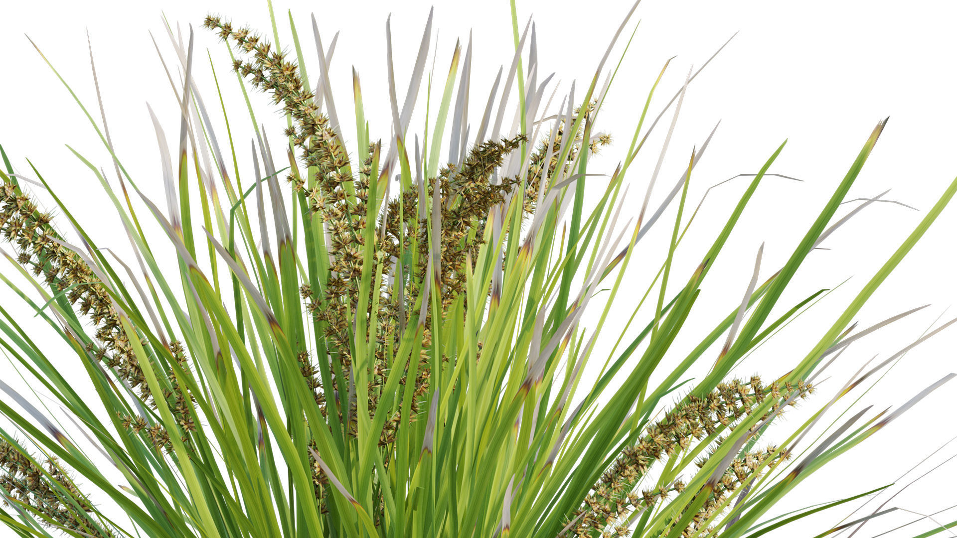 Lomandra Longifolia Nyalla - Mat Rush 3D model_6