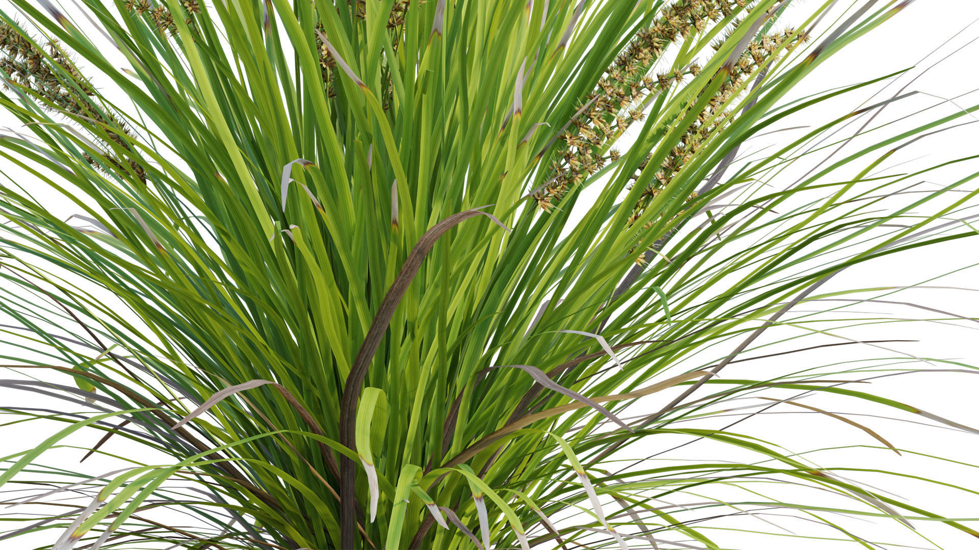 Lomandra Longifolia Nyalla - Mat Rush 3D model_7