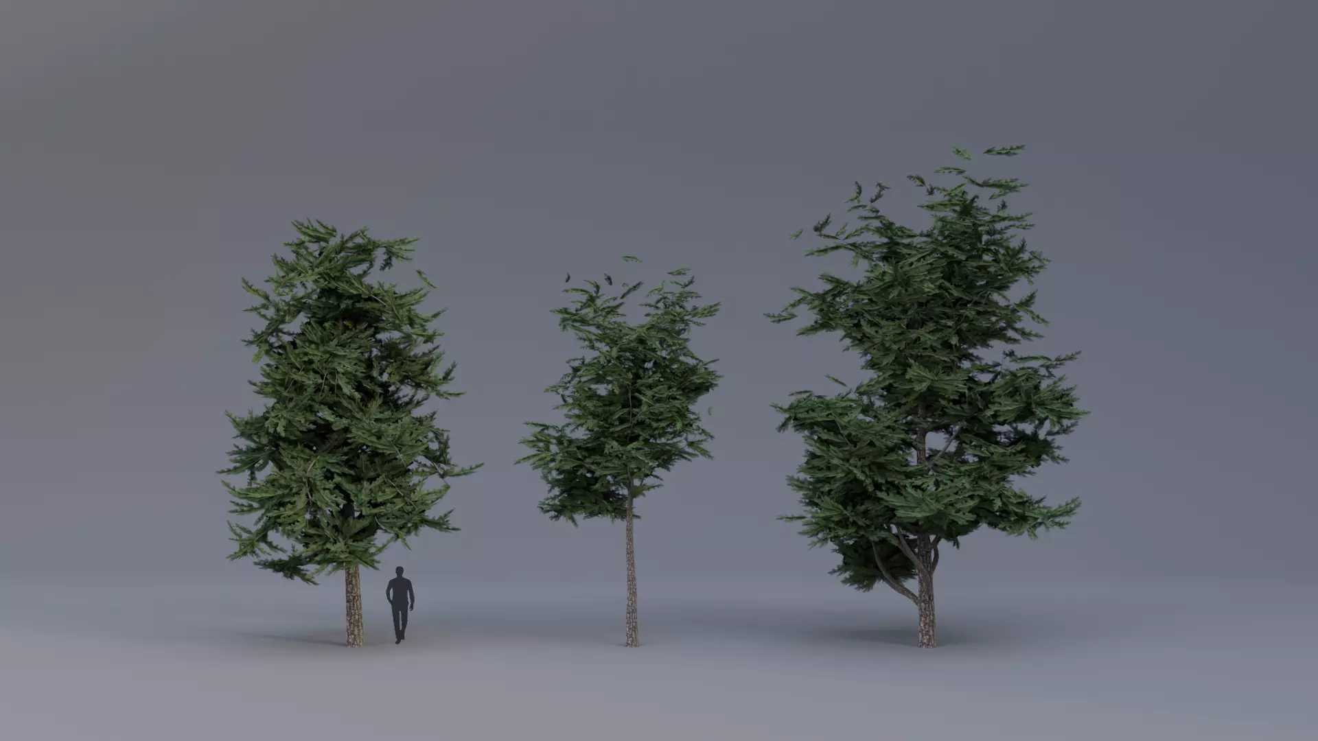Pinus Sylvestris 3d Plant Low-poly 3D model