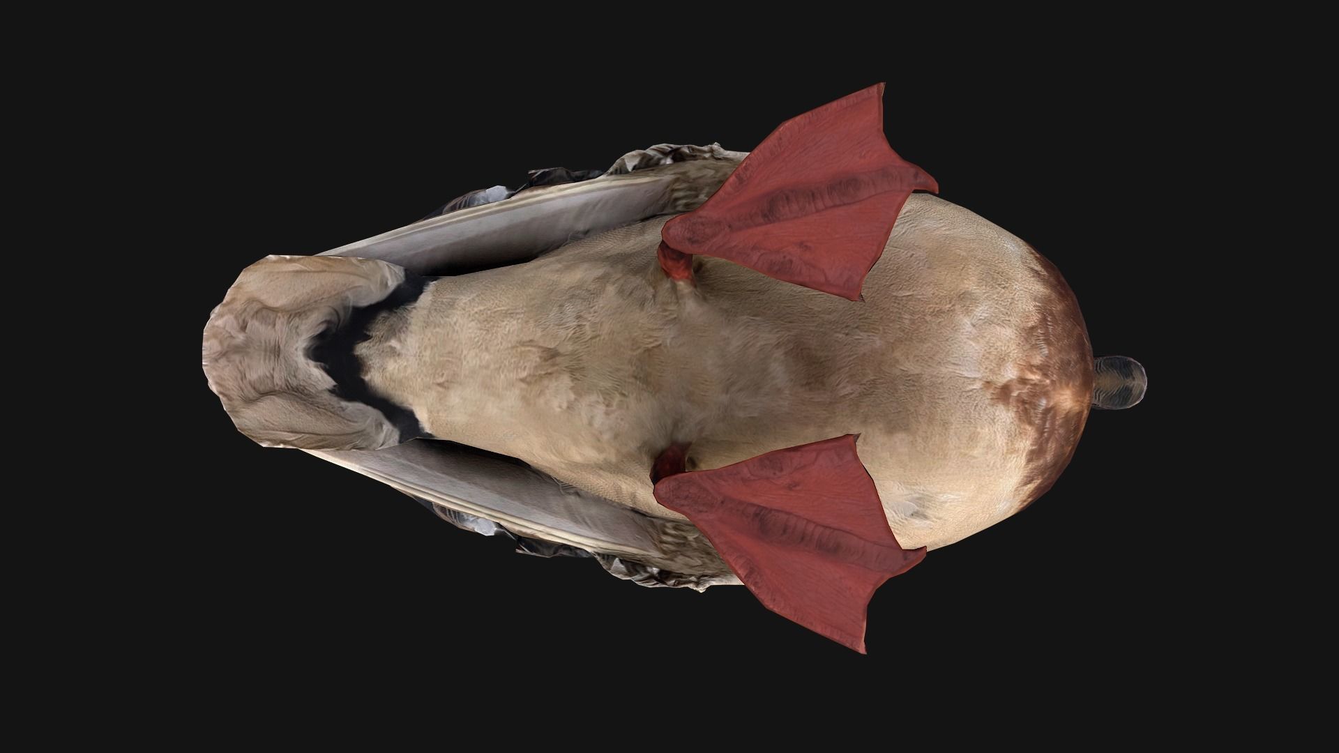 Duck Pack Low-poly 3D model_12