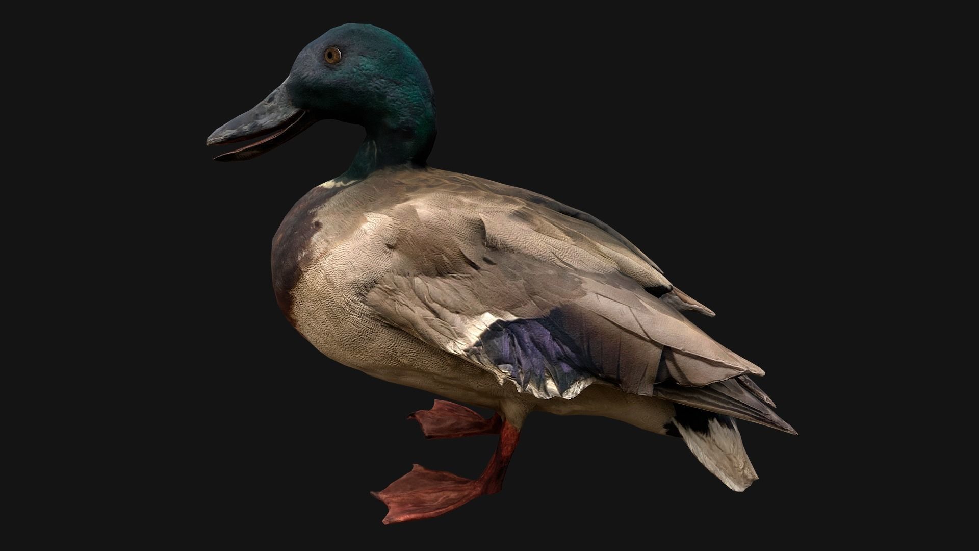 Duck Pack Low-poly 3D model_11