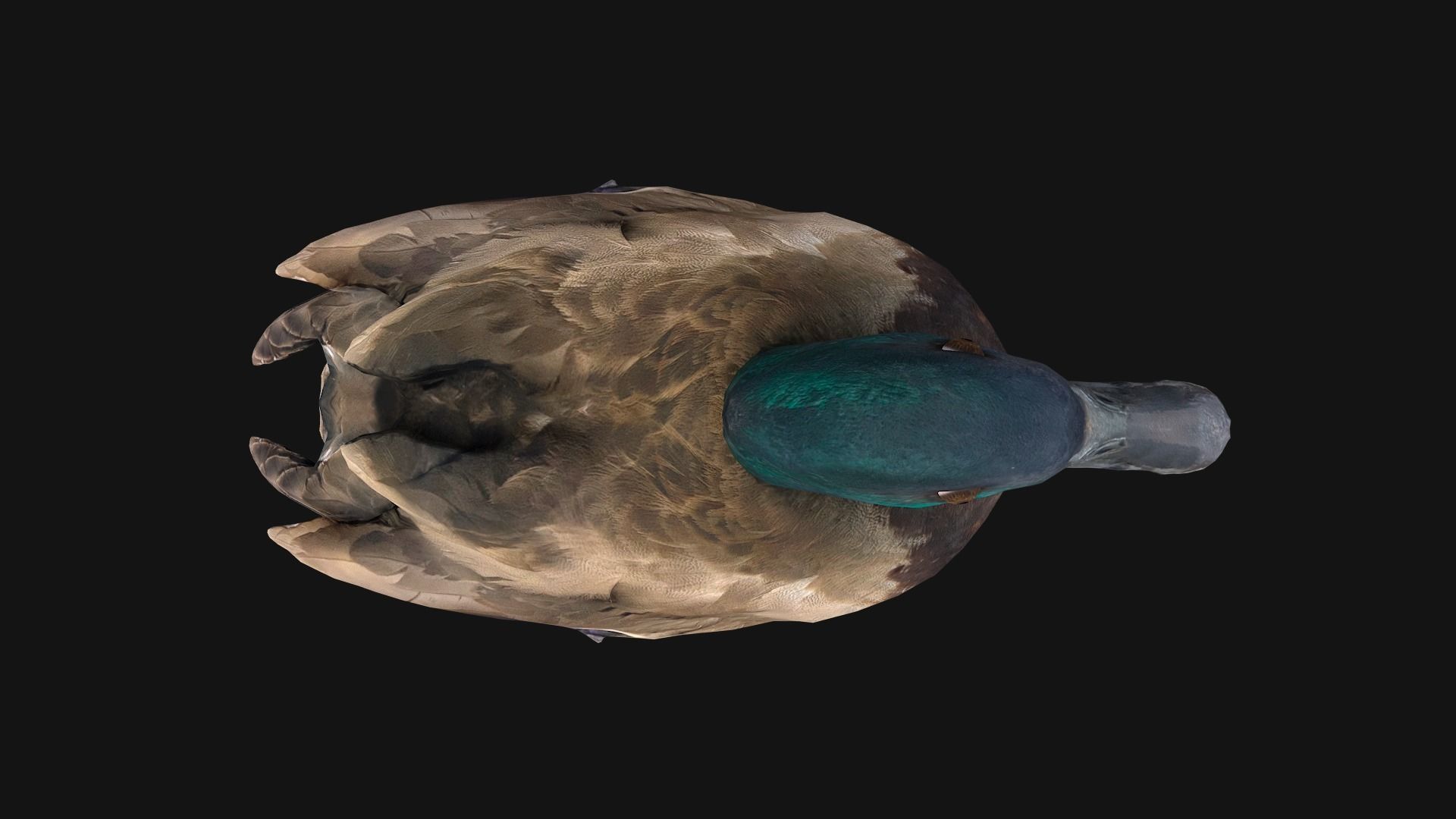 Duck Pack Low-poly 3D model_9