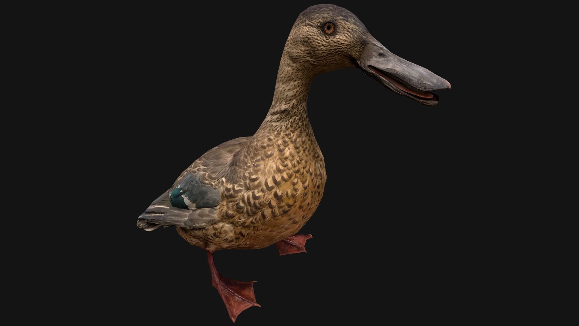 Duck Pack Low-poly 3D model_19