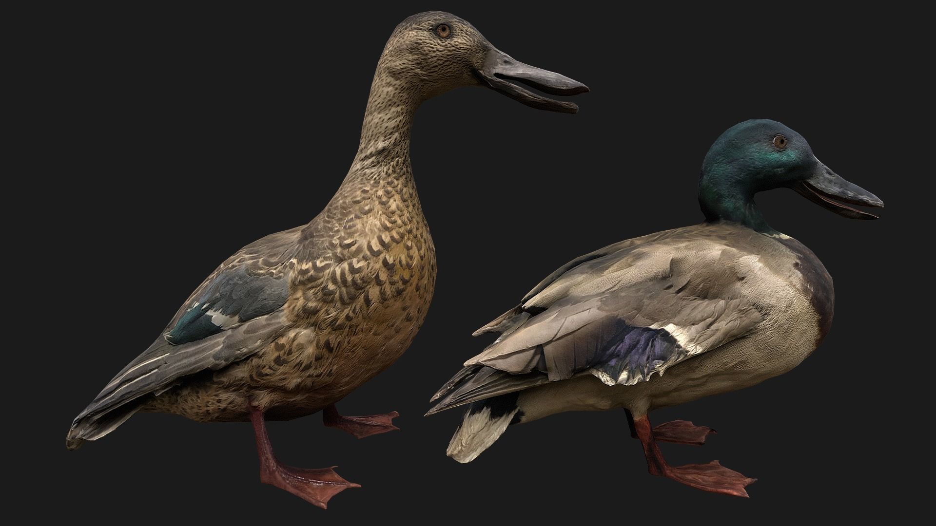 Duck Pack Low-poly 3D model_4