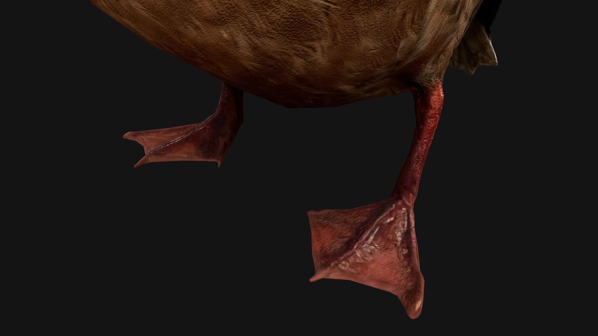 Duck Pack Low-poly 3D model_24