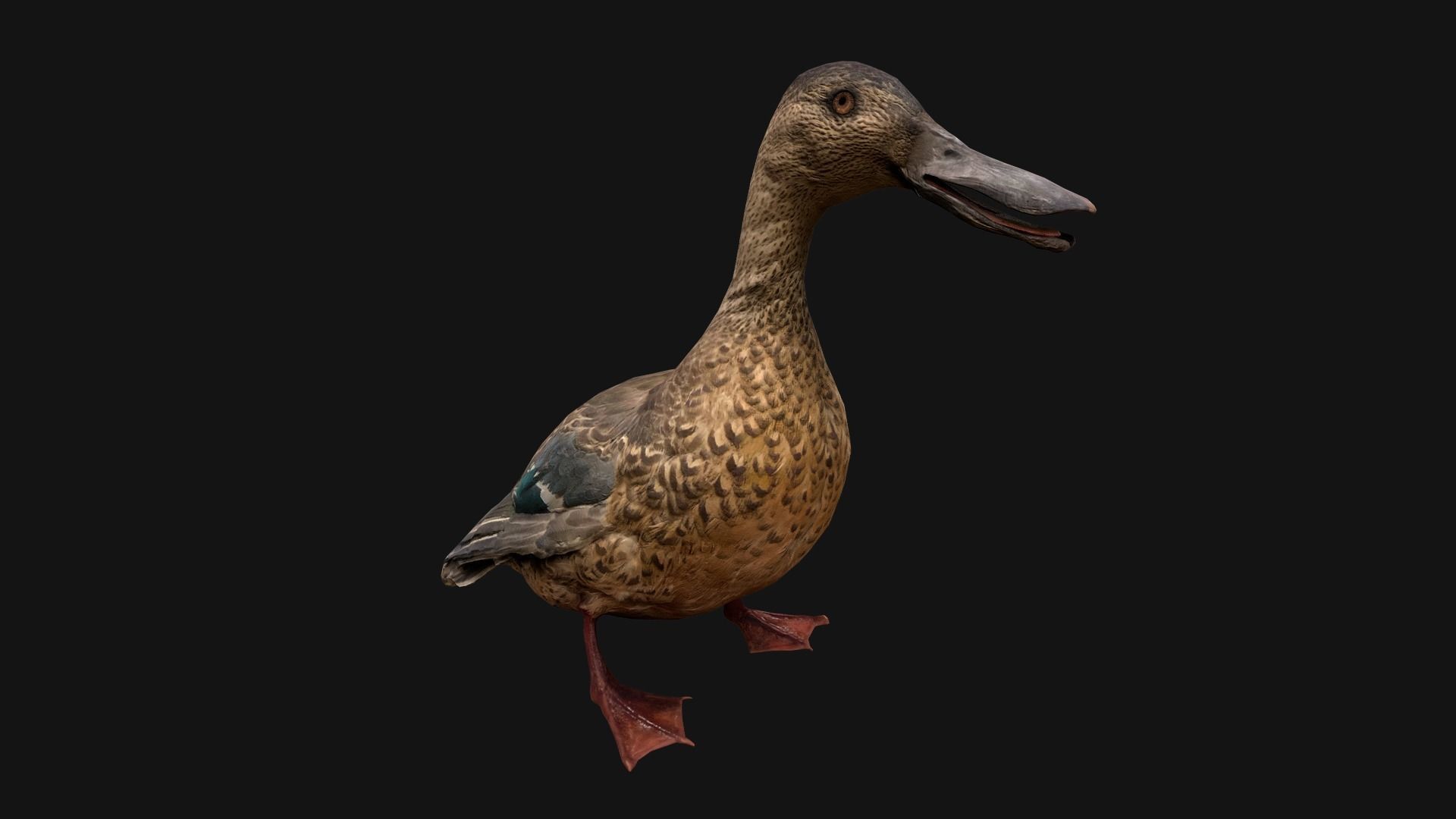 Duck Pack Low-poly 3D model_23