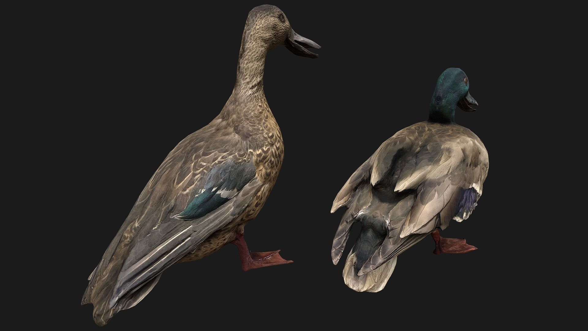Duck Pack Low-poly 3D model_5