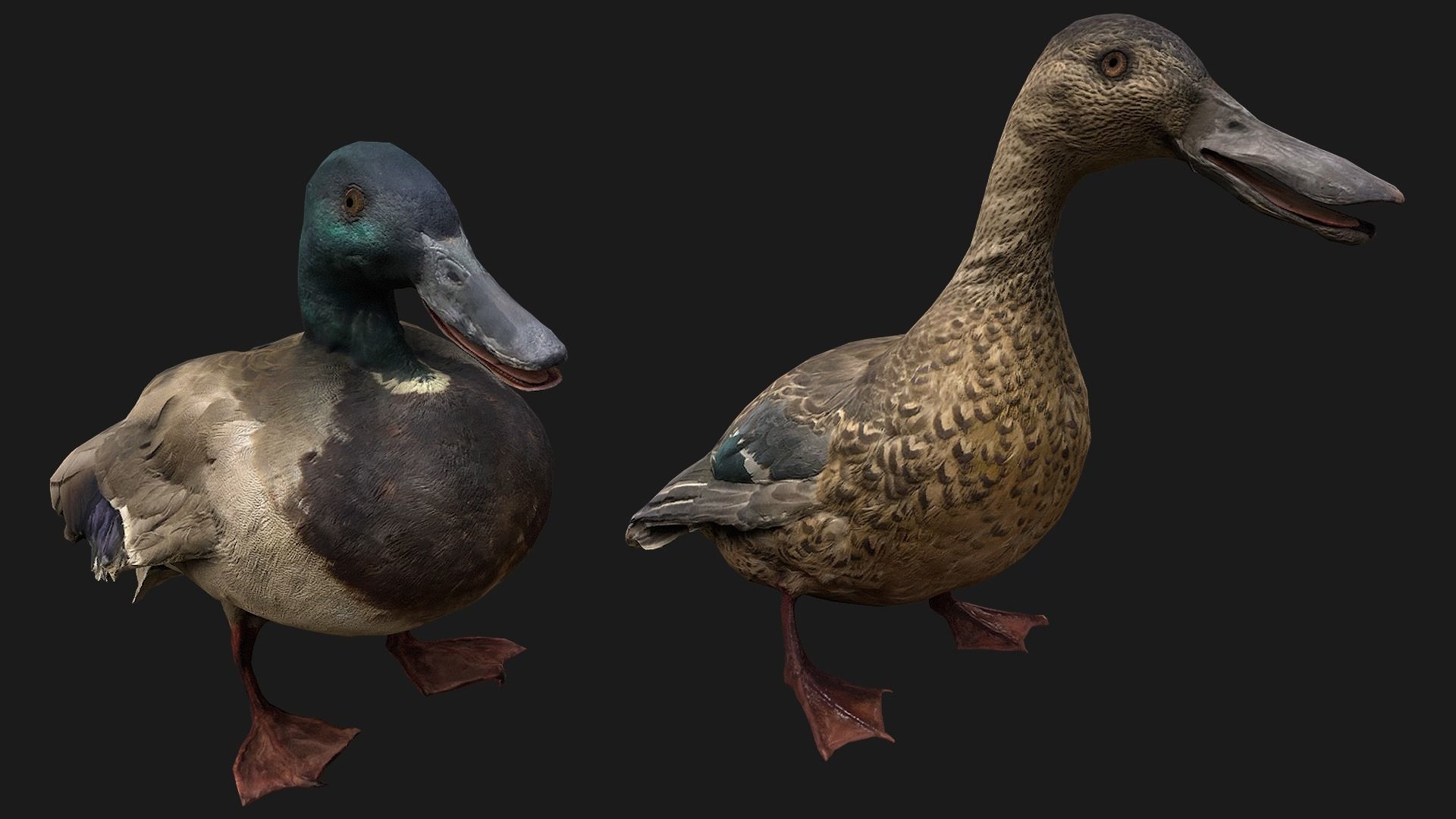 Duck Pack Low-poly 3D model_7