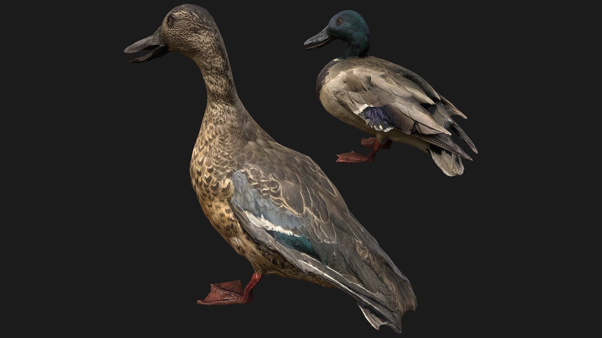 Duck Pack Low-poly 3D model_6