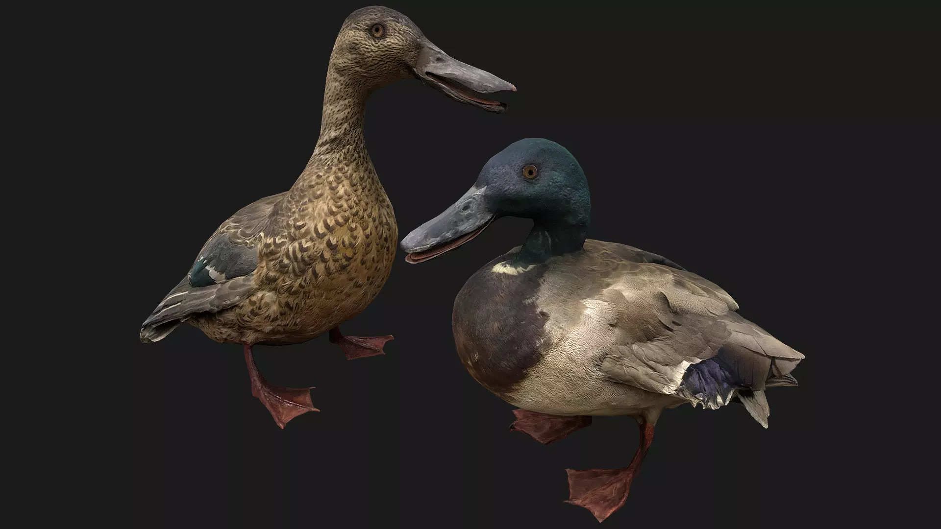 Duck Pack Low-poly 3D model_0