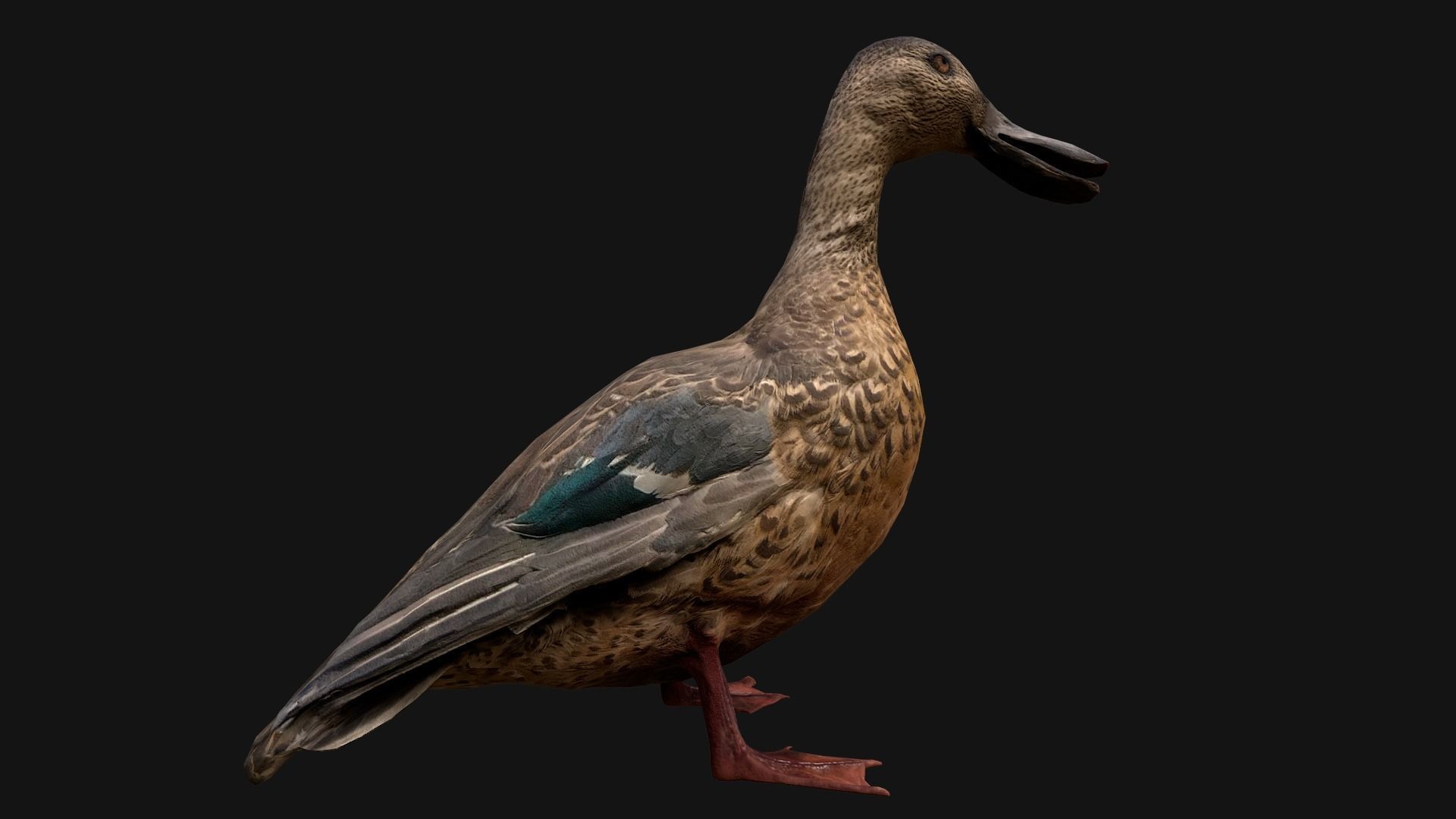 Duck Pack Low-poly 3D model_21