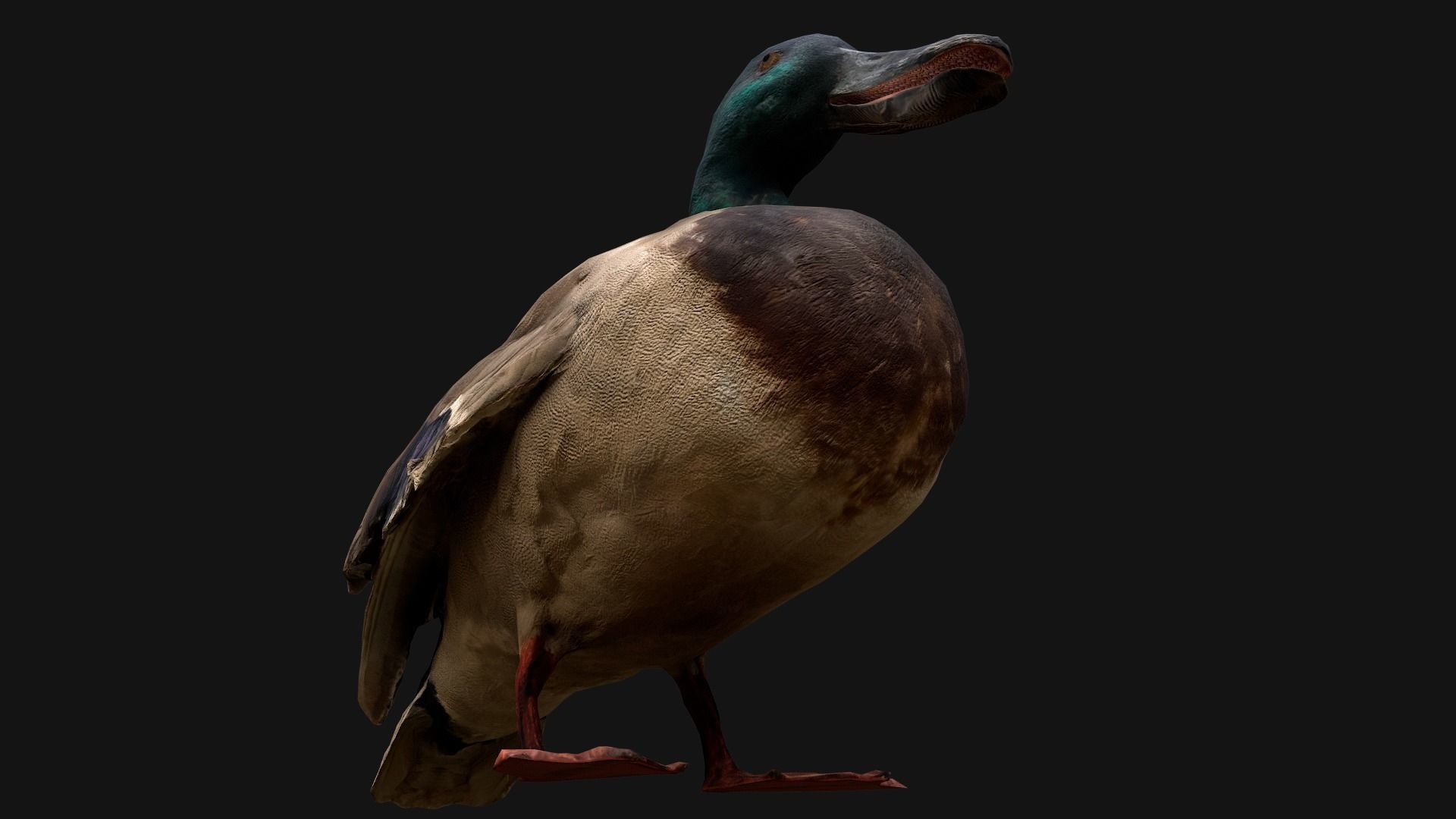 Duck Pack Low-poly 3D model_14