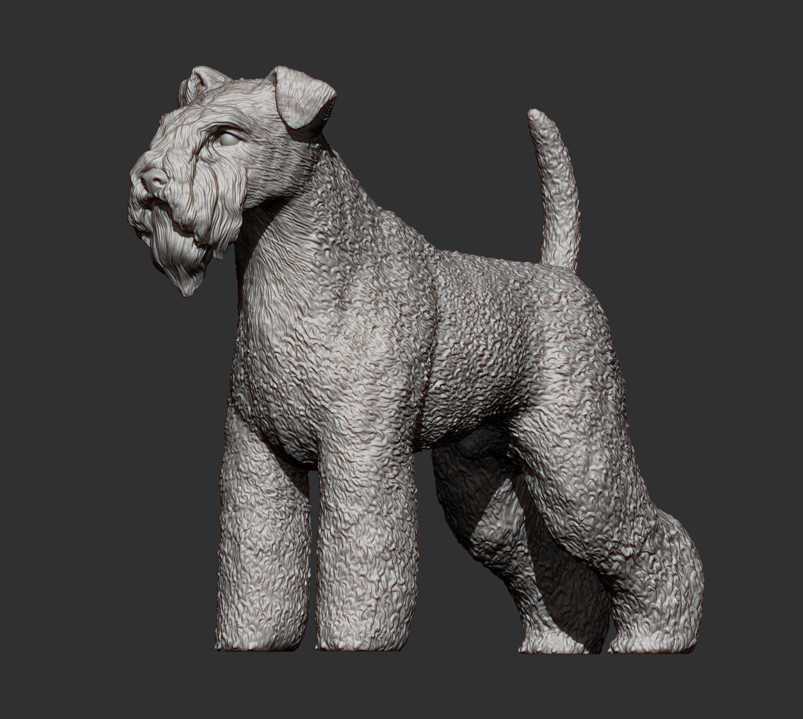 kerry blue terrier 3D print model_7