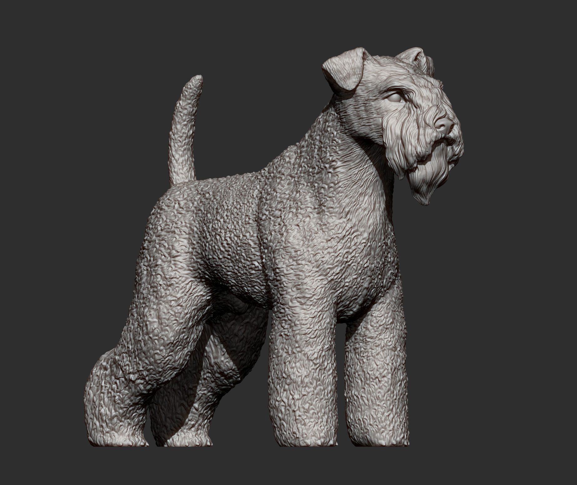 kerry blue terrier 3D print model_12