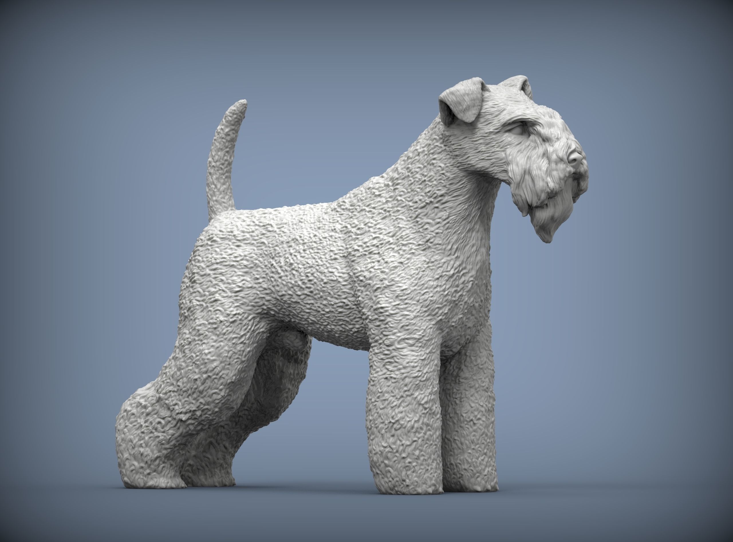 kerry blue terrier 3D print model_2