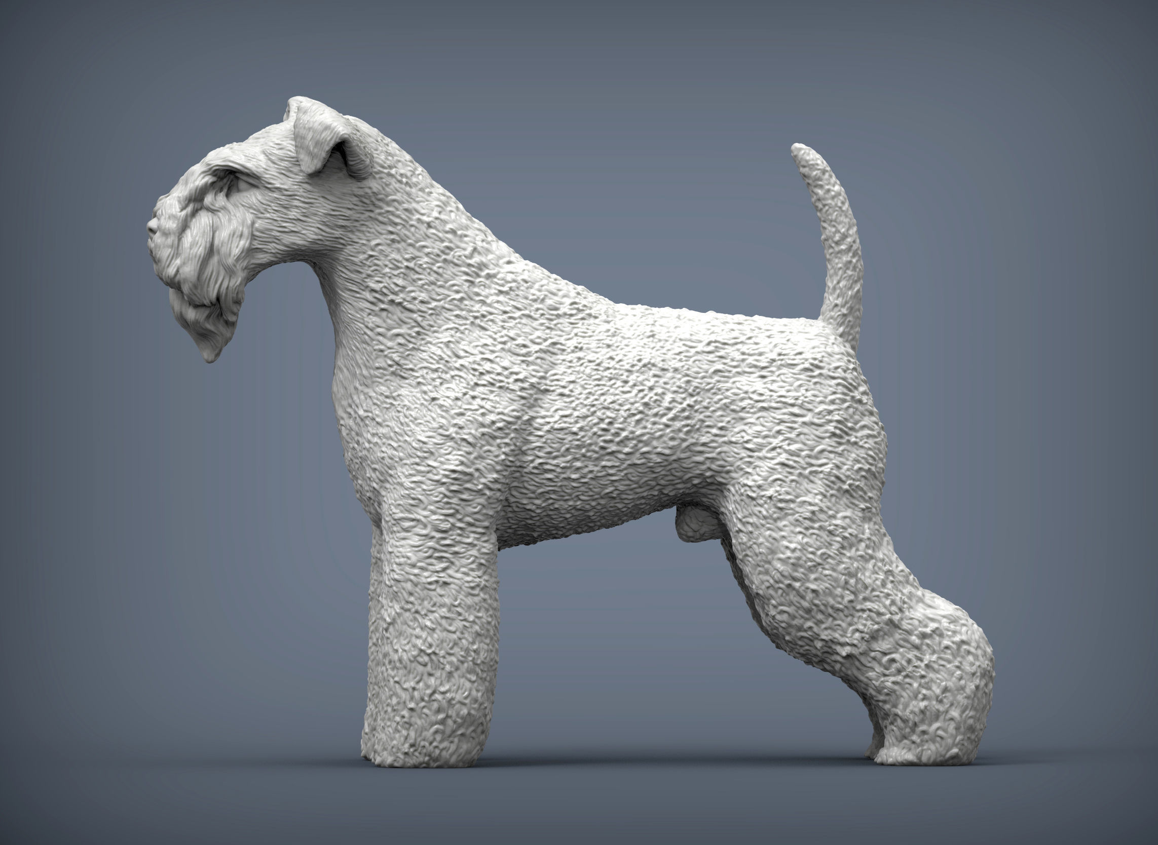 kerry blue terrier 3D print model_4