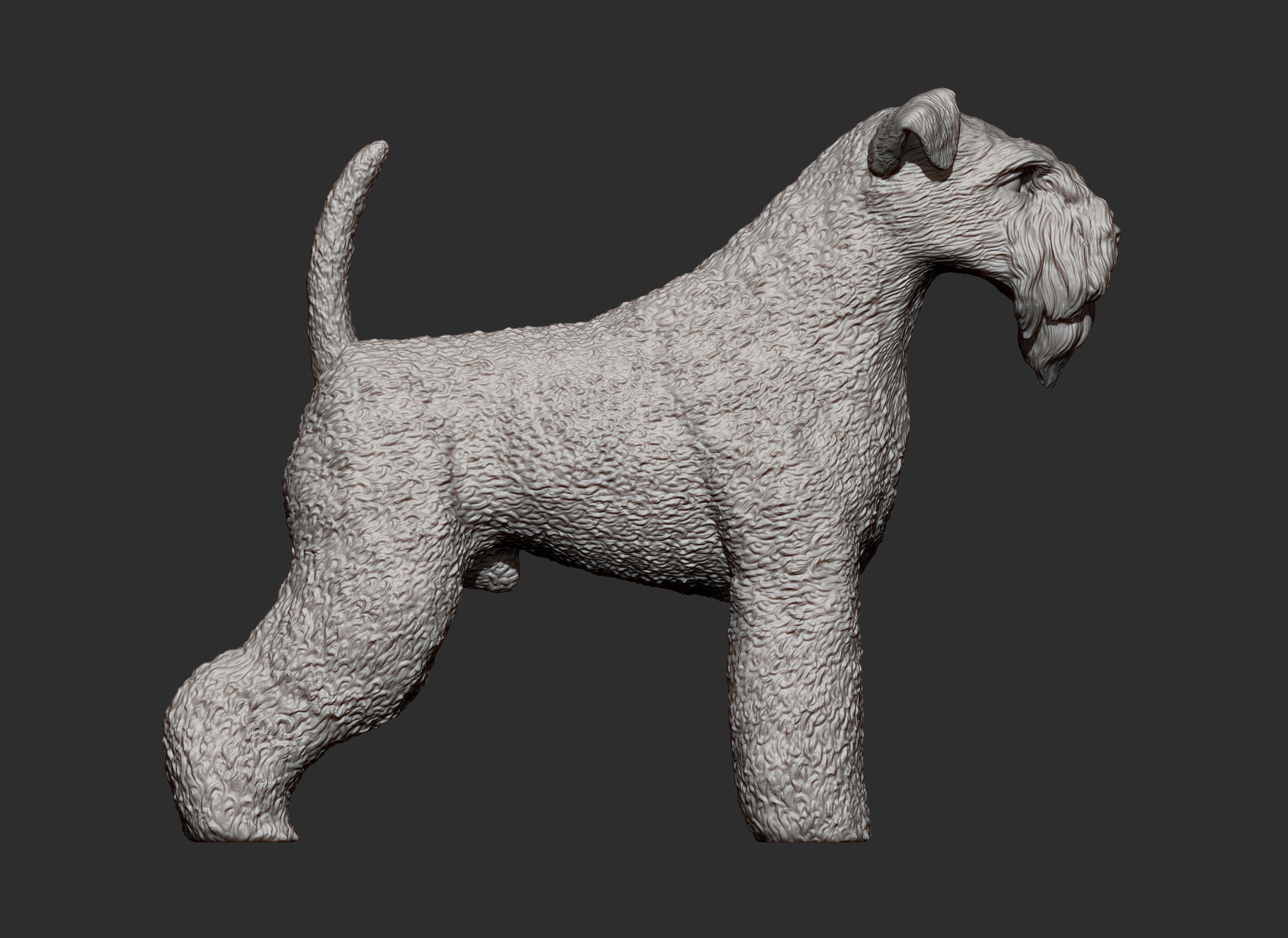 kerry blue terrier 3D print model_10