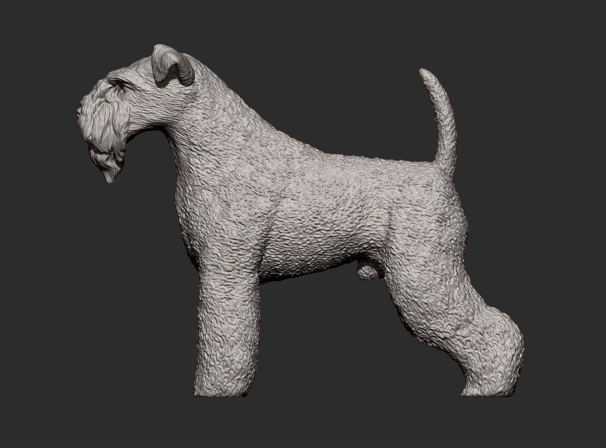kerry blue terrier 3D print model_11