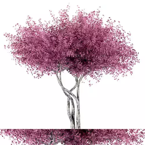 Japanese Pink Tree