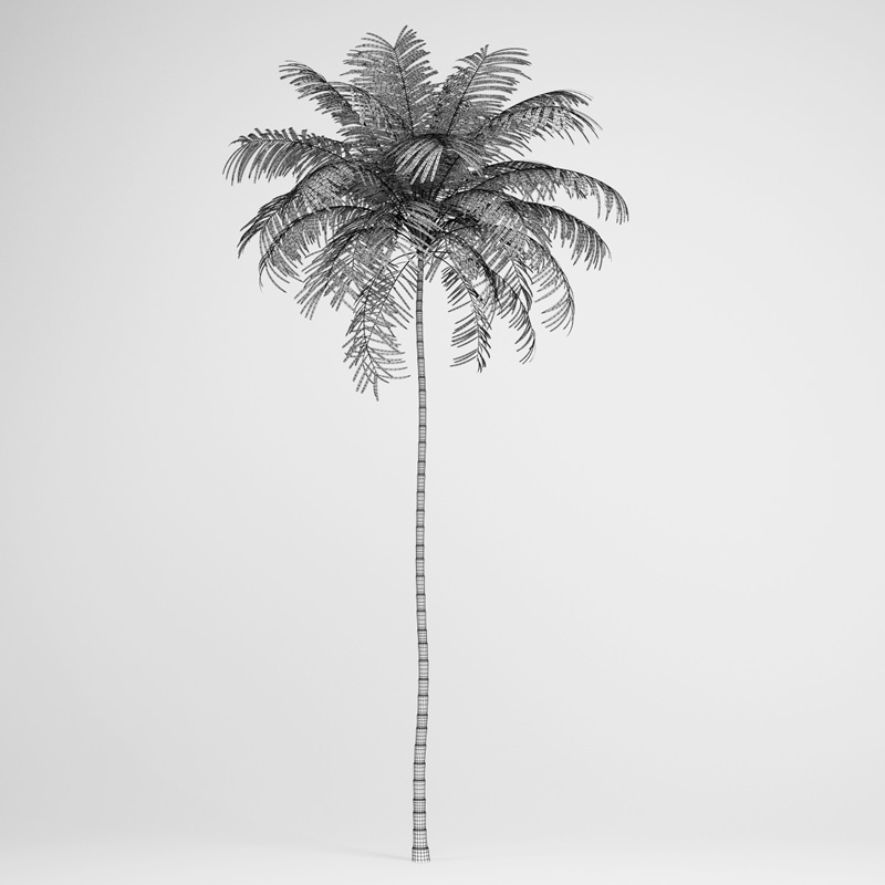 Areca Palm 3D model_1