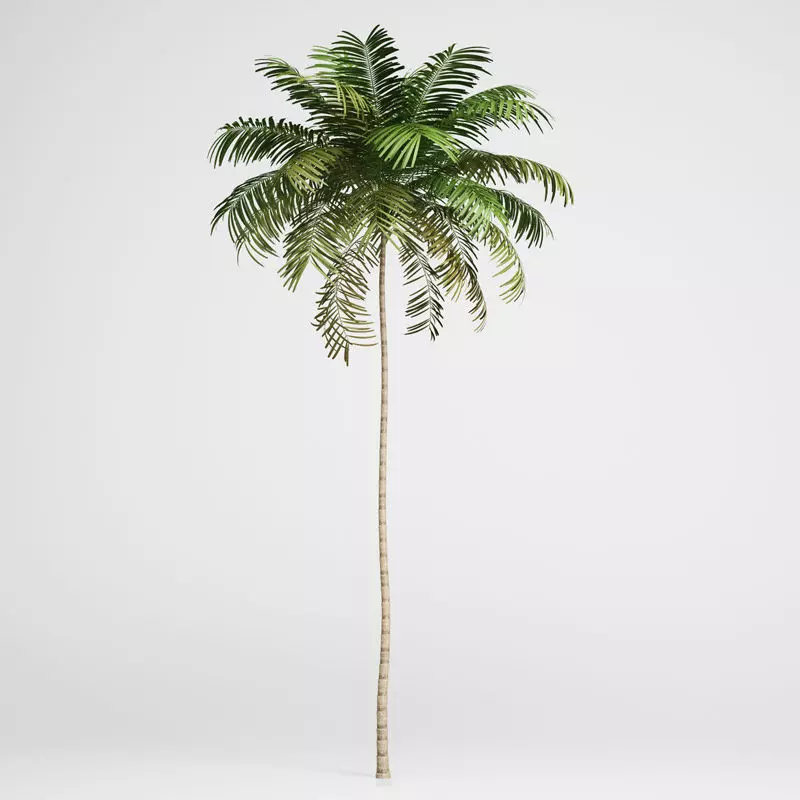 Areca Palm 3D model_0