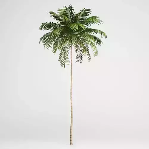 Areca Palm