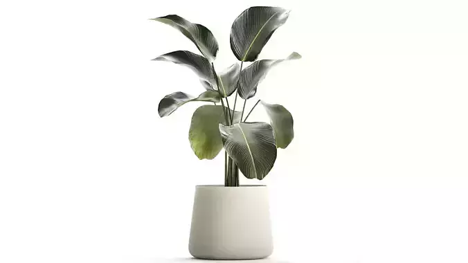 Beautiful Plant Bush Calathea Lutea Flowerpots 1310 3D model