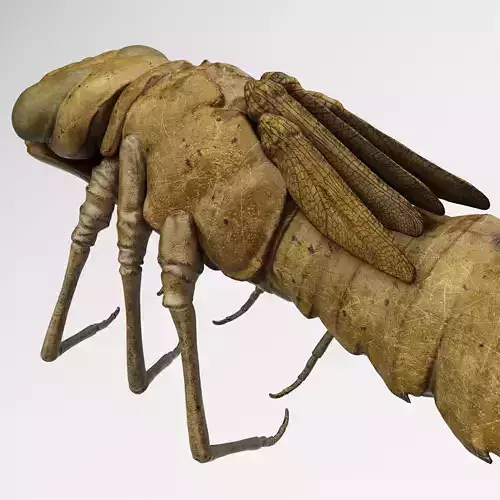 Molt Anax Imperator Rigged