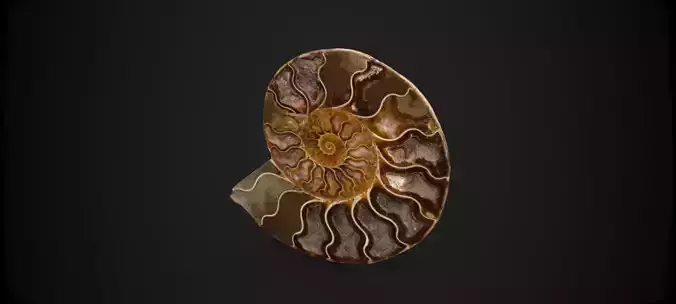 Ammonite Fossil Scene Prop