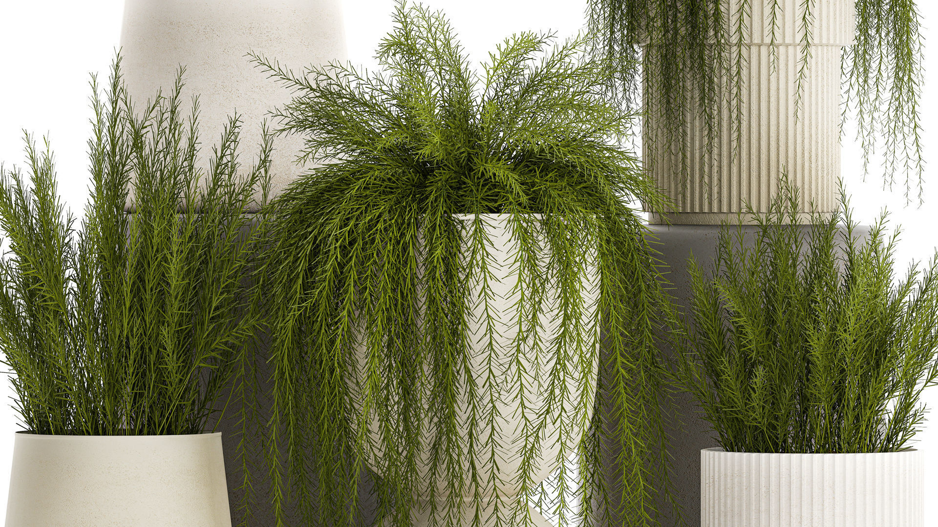 Beautiful bush plants Asparagus aethiopicus flowerpot 1311 3D model_2
