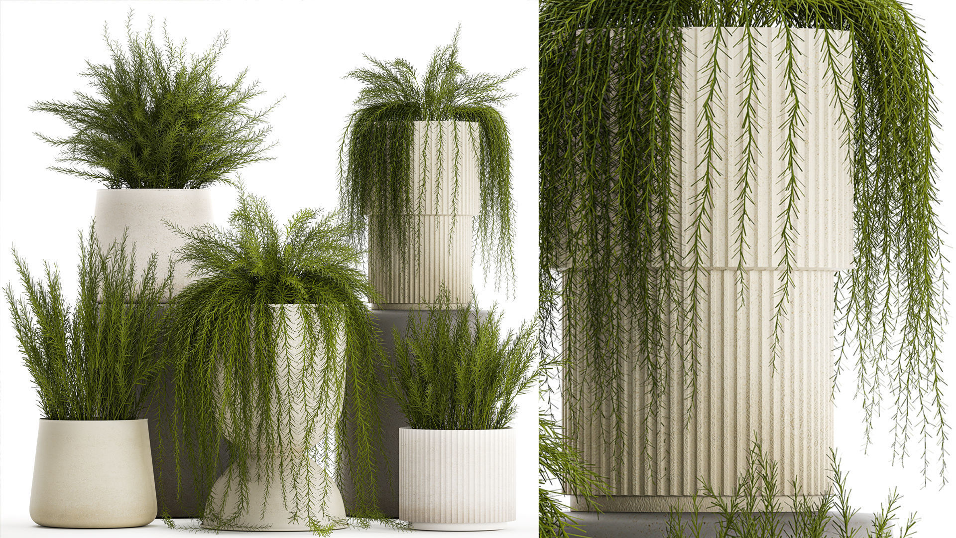 Beautiful bush plants Asparagus aethiopicus flowerpot 1311 3D model_1