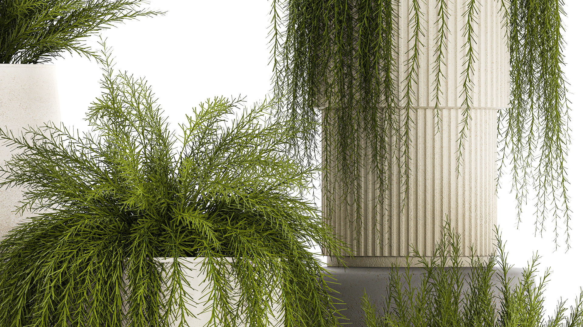 Beautiful bush plants Asparagus aethiopicus flowerpot 1311 3D model_3