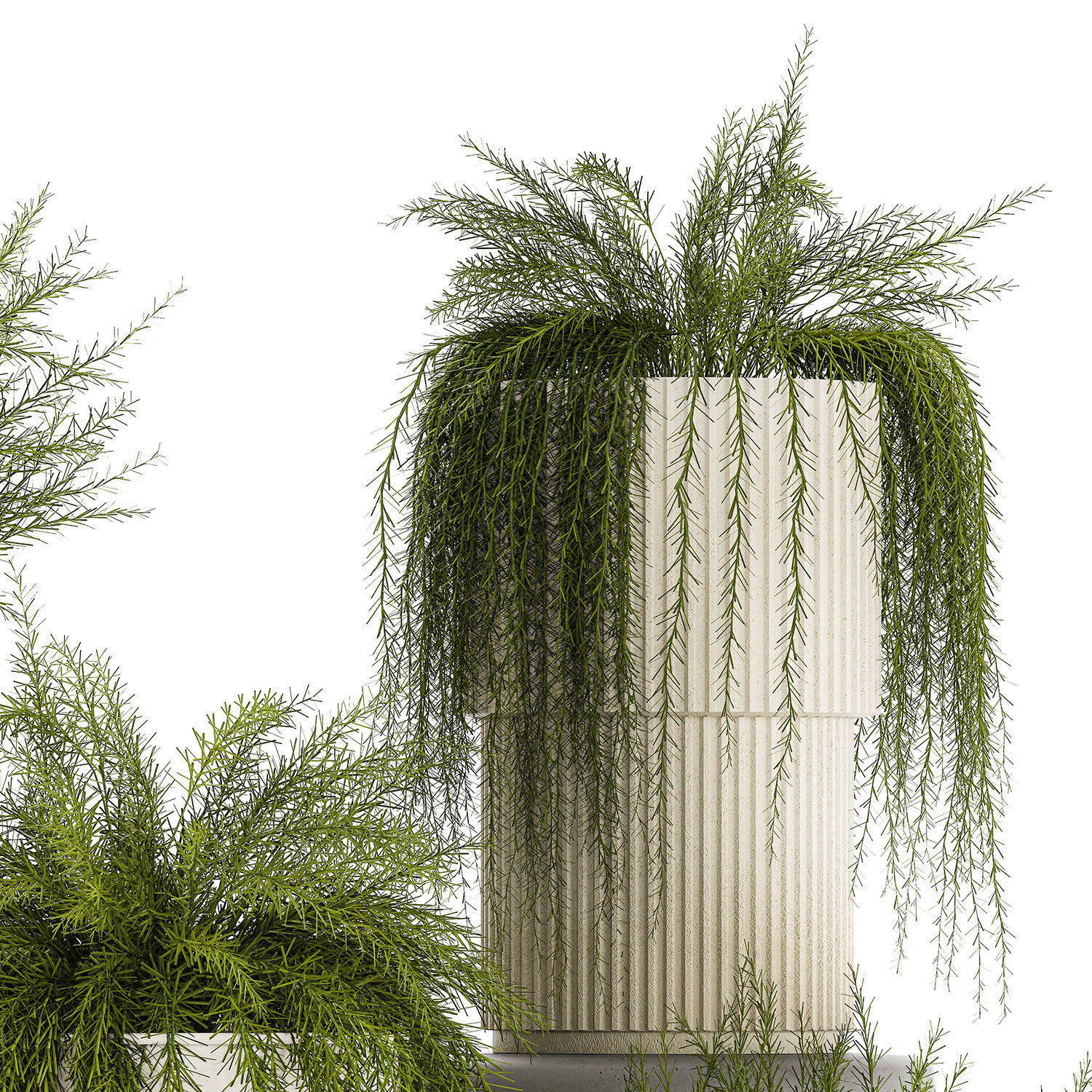 Beautiful bush plants Asparagus aethiopicus flowerpot 1311 3D model_7