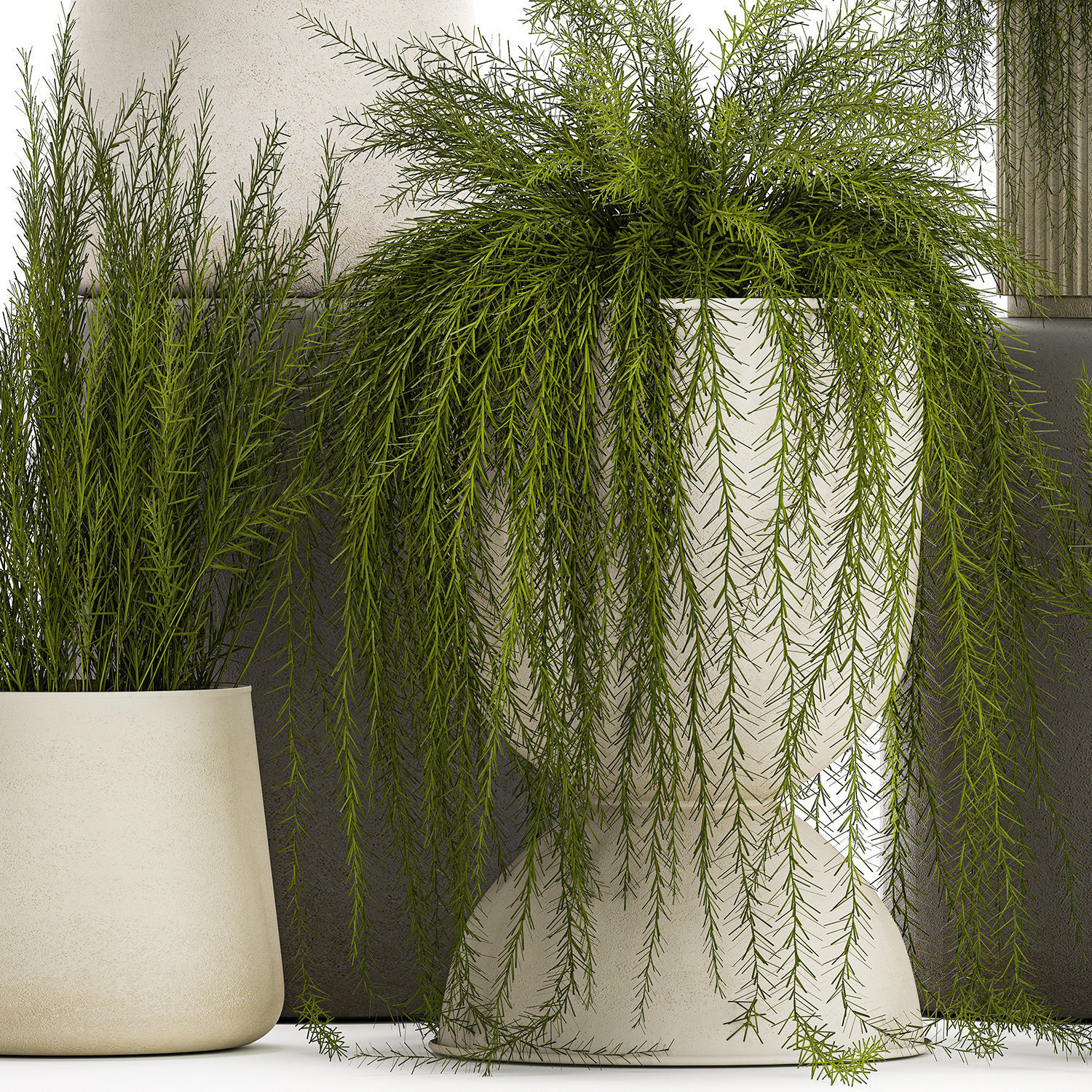 Beautiful bush plants Asparagus aethiopicus flowerpot 1311 3D model_10