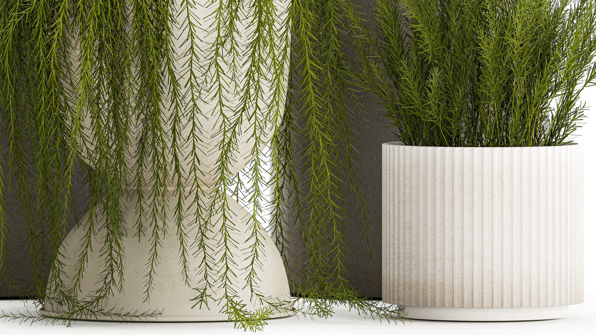 Beautiful bush plants Asparagus aethiopicus flowerpot 1311 3D model_4