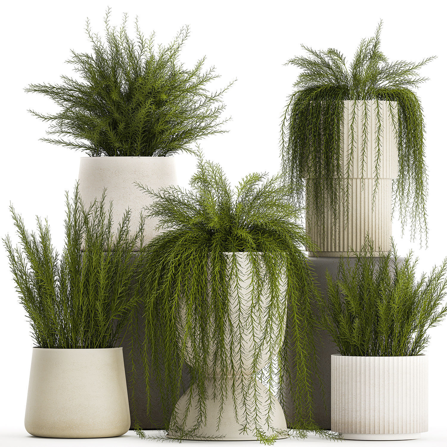 Beautiful bush plants Asparagus aethiopicus flowerpot 1311 3D model_6