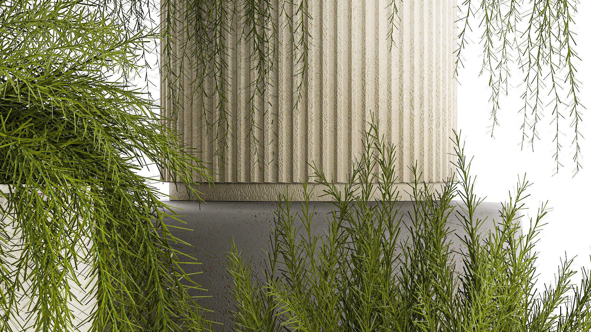 Beautiful bush plants Asparagus aethiopicus flowerpot 1311 3D model_5