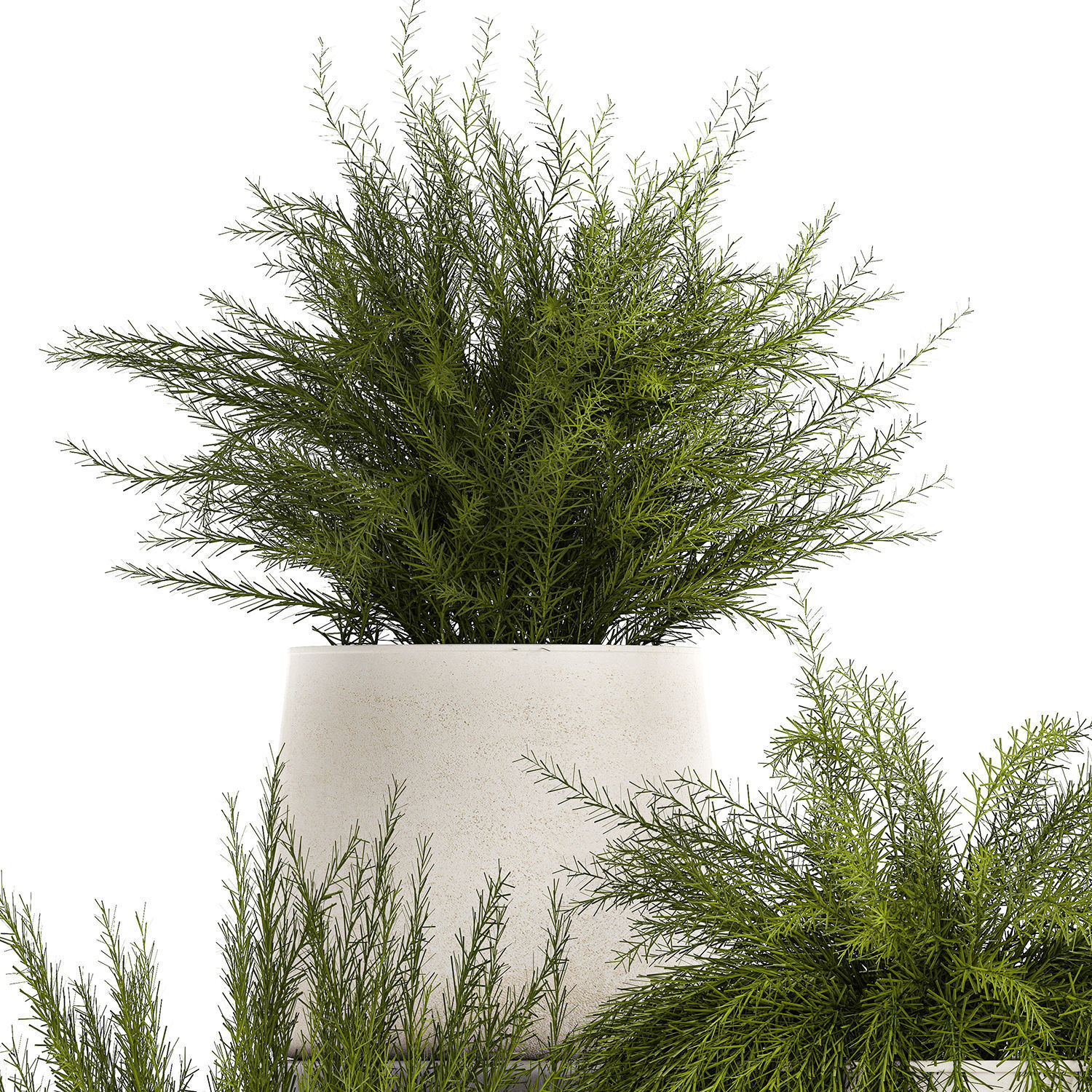 Beautiful bush plants Asparagus aethiopicus flowerpot 1311 3D model_9