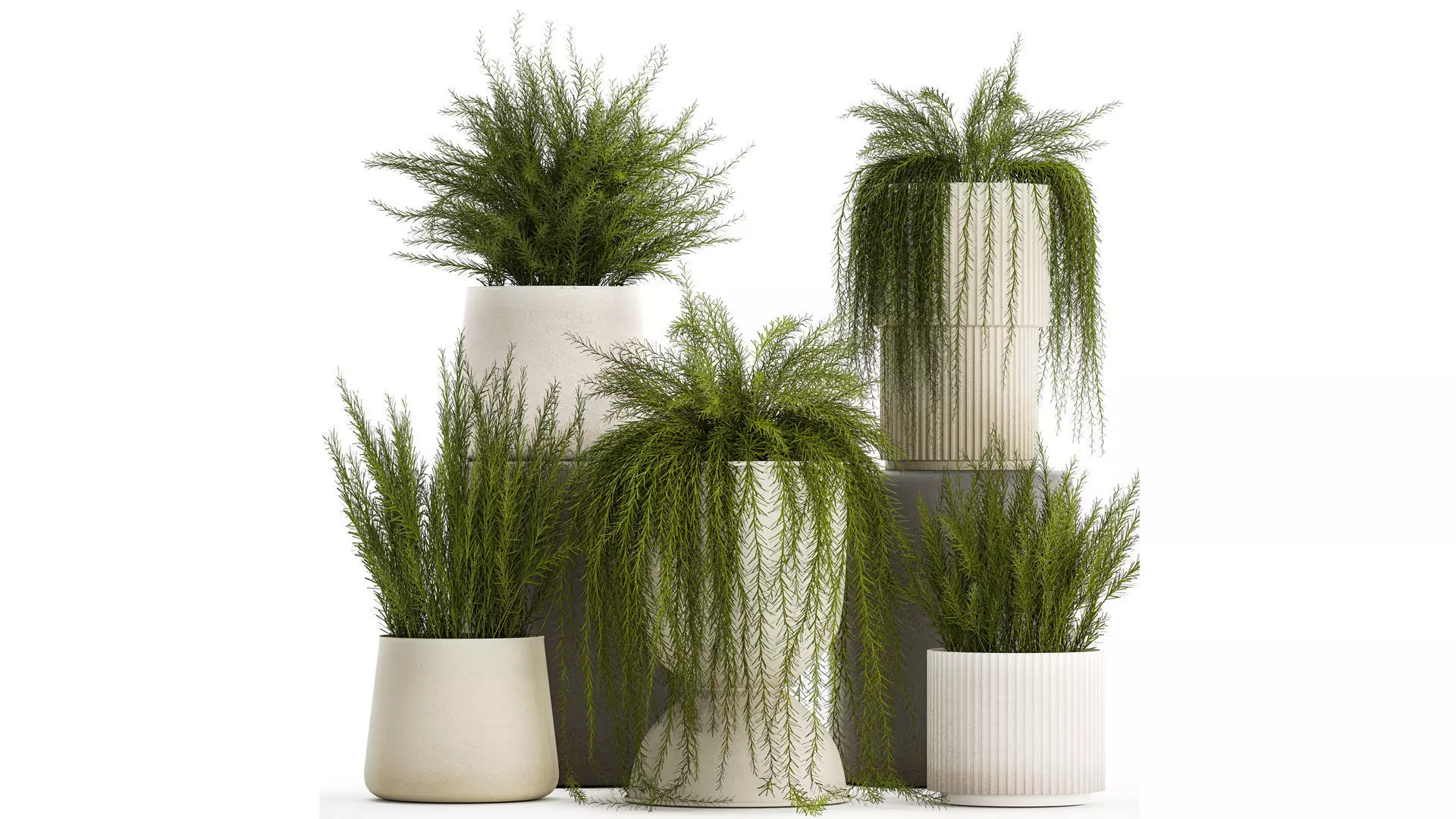 Beautiful bush plants Asparagus aethiopicus flowerpot 1311 3D model_0