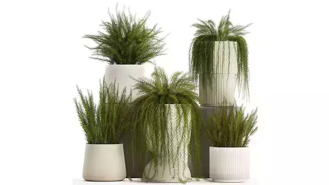 Beautiful bush plants Asparagus aethiopicus flowerpot 1311 3D model