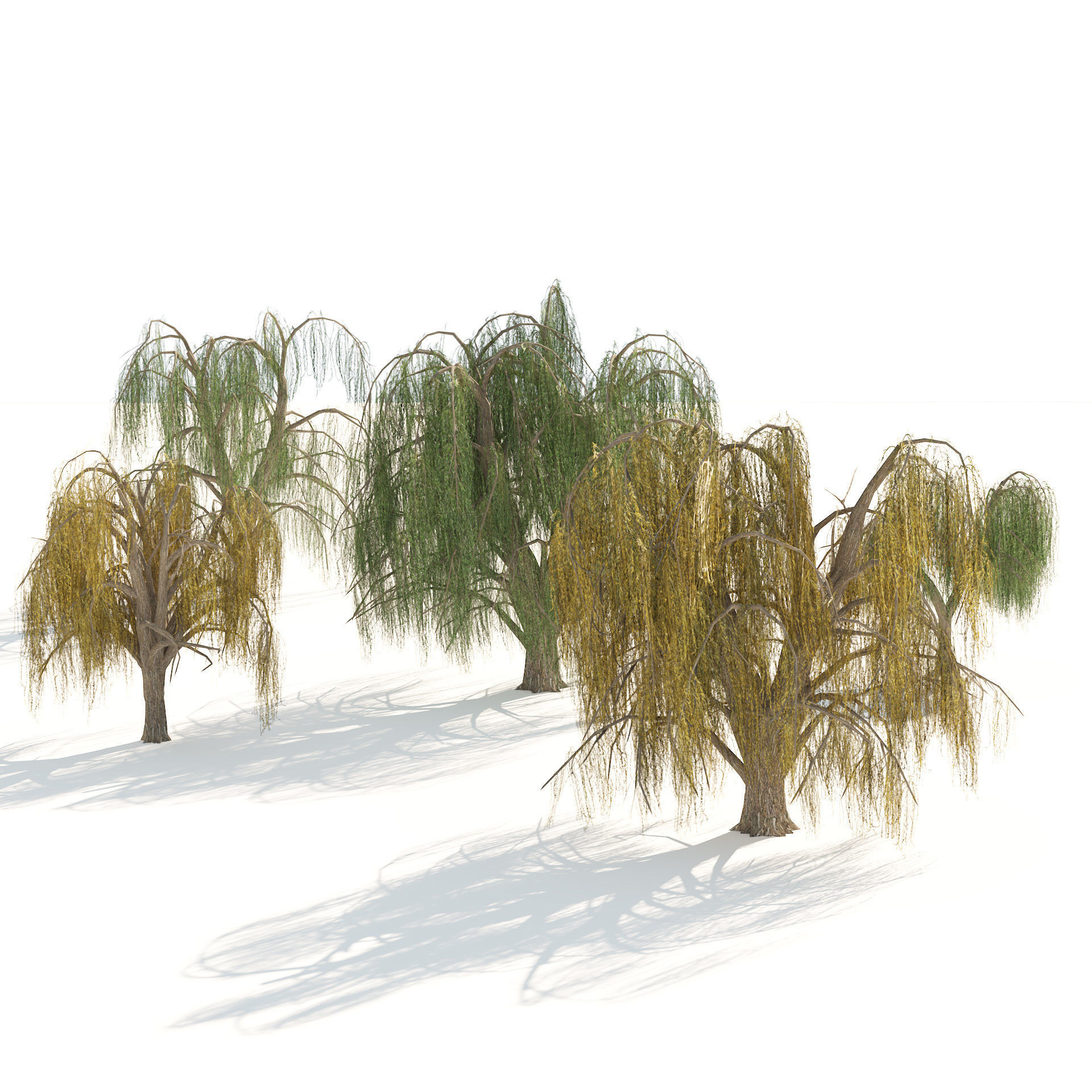 Summer and fall weeping willow trees Low-poly 3D model_1