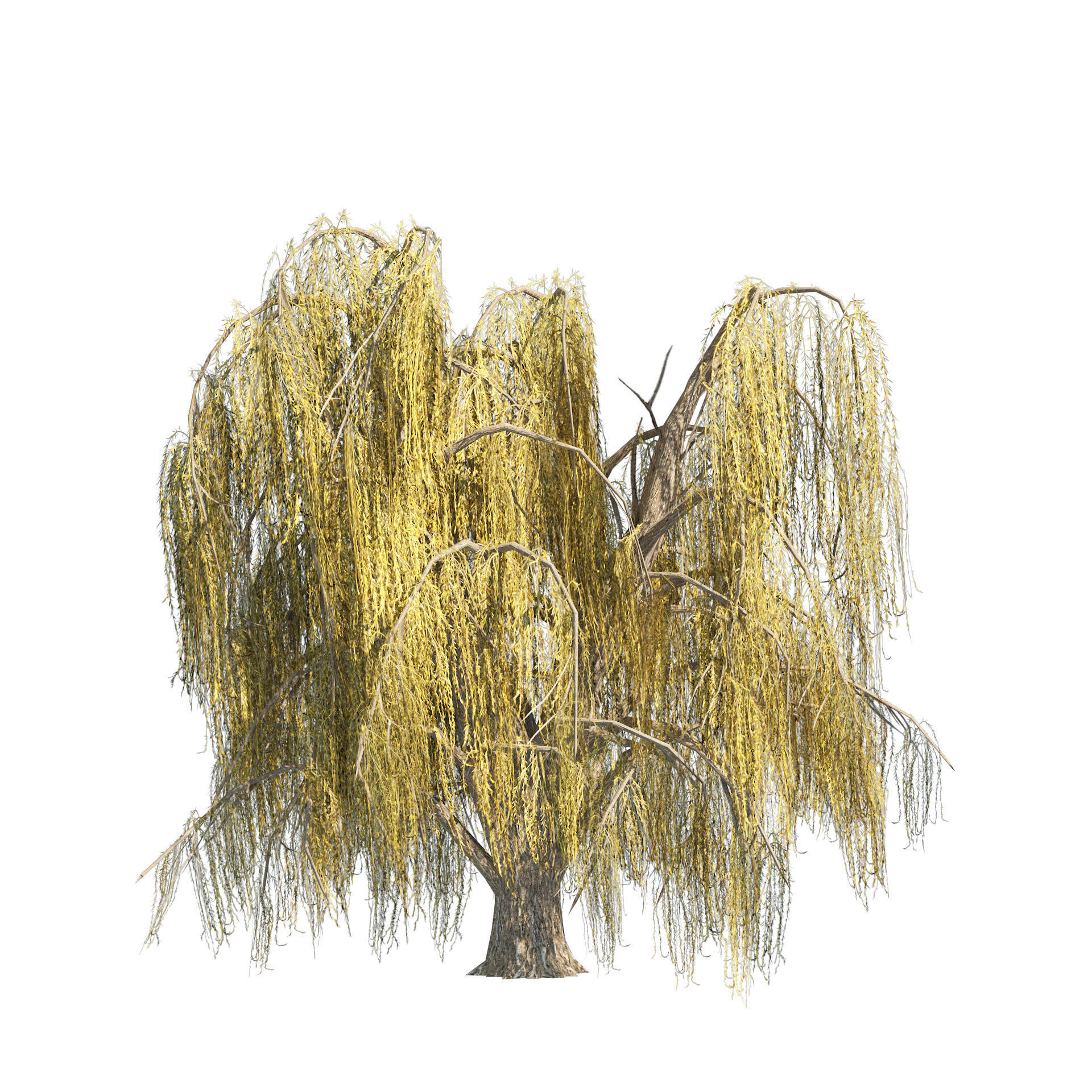 Summer and fall weeping willow trees Low-poly 3D model_4