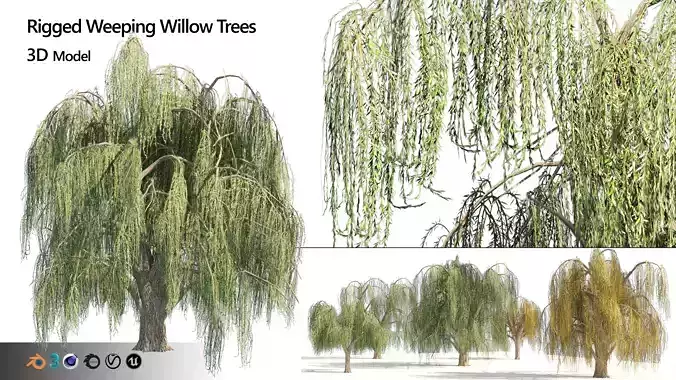 Summer and fall weeping willow trees Low-poly 3D model